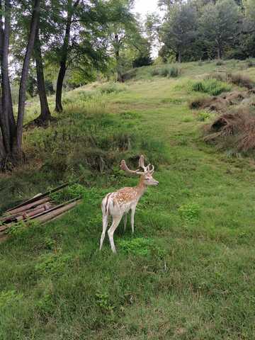 parco_rocca